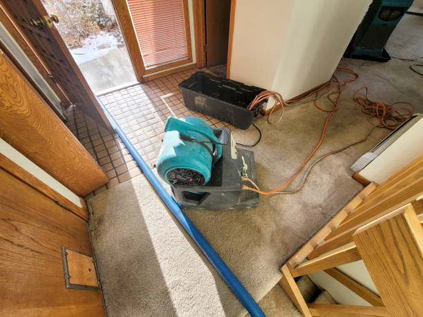 Best Mold removal after water damage  in Lawrenceville, VA