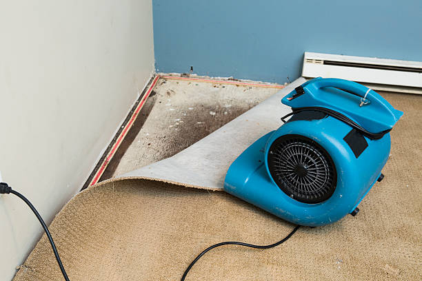 Best Basement water damage restoration  in Lawrenceville, VA